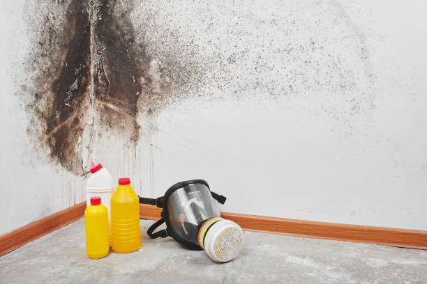 Best Residential Mold Removal  in Oildale, CA