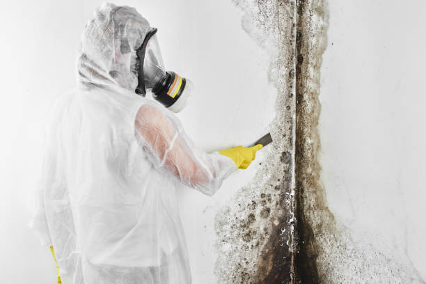 Attic Mold Removal in Oildale, CA