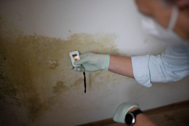Mold Testing and Removal in Oildale, CA