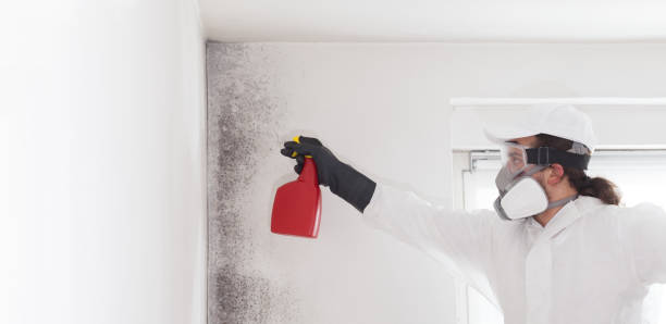 Office Mold Removal Services in Oildale, CA