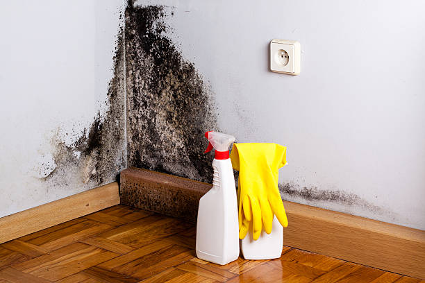 Best Mold Remediation  in Oildale, CA