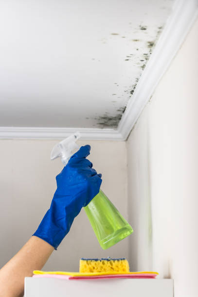 Professional Mold Removal in Oildale, CA