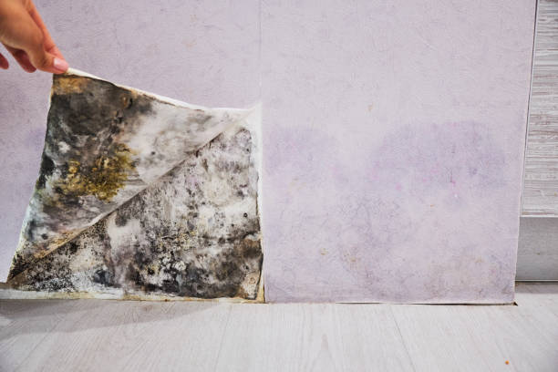 Best Professional Mold Removal  in Oildale, CA